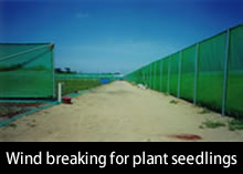 Wind breaking for plant seedlings